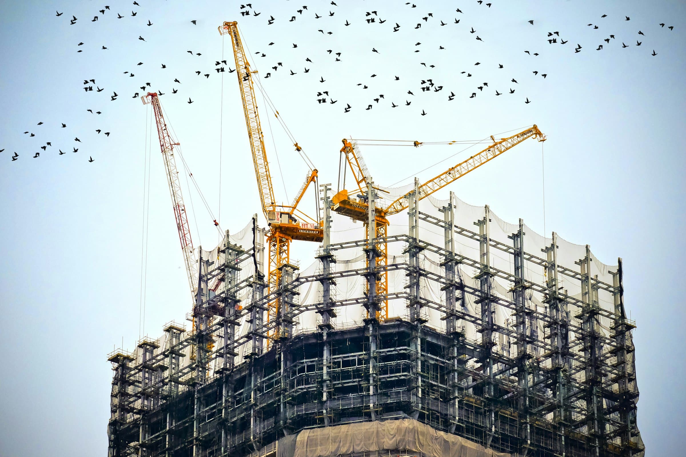 Tower cranes above a steel-framed building under construction